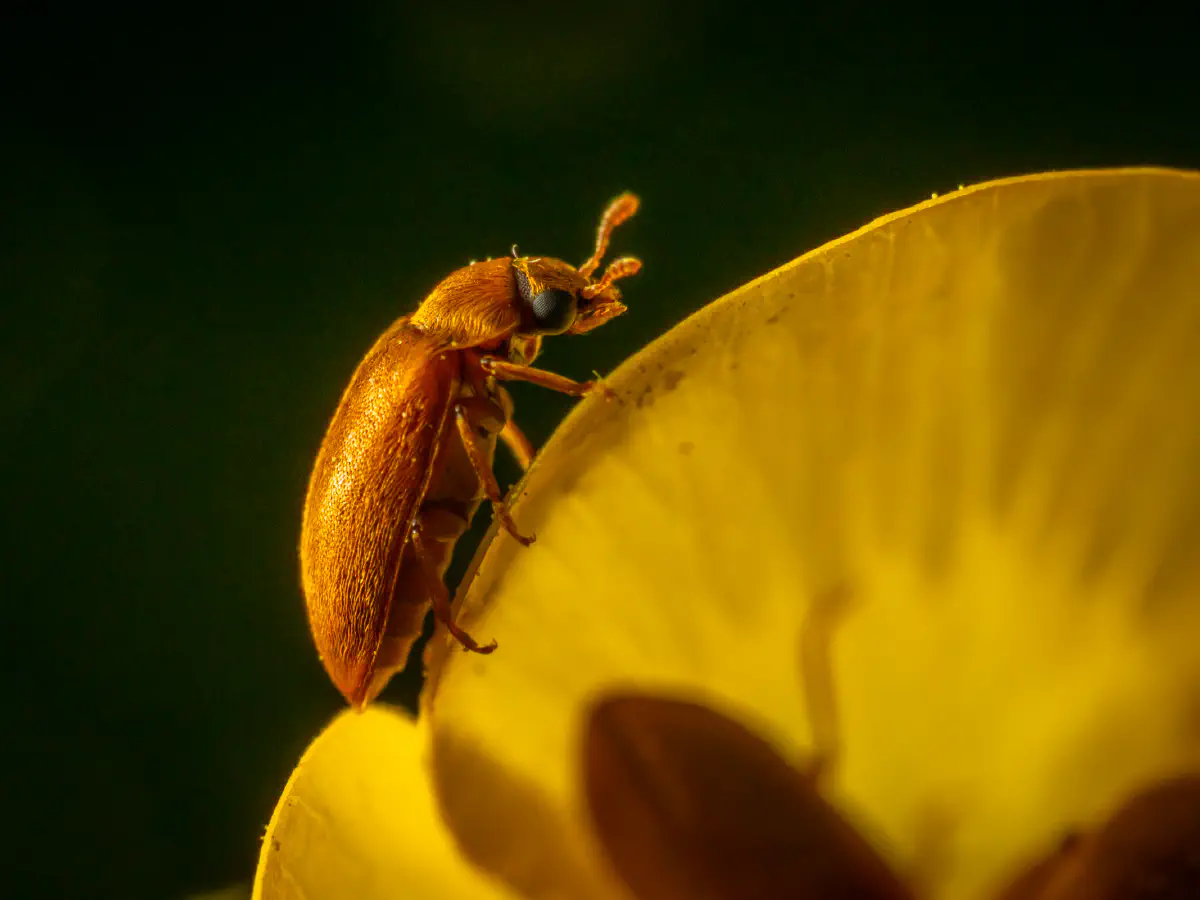 Byturide aux gros yeux