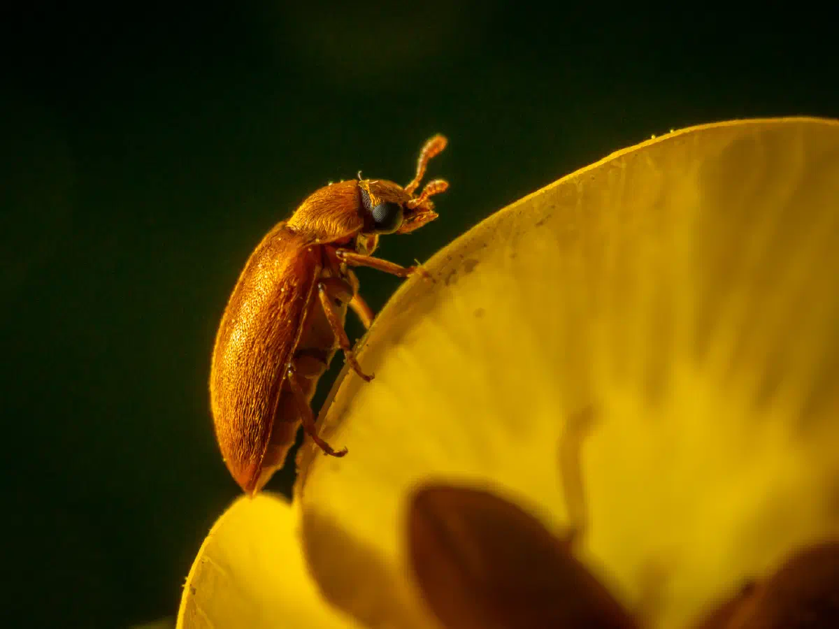 Byturide aux gros yeux