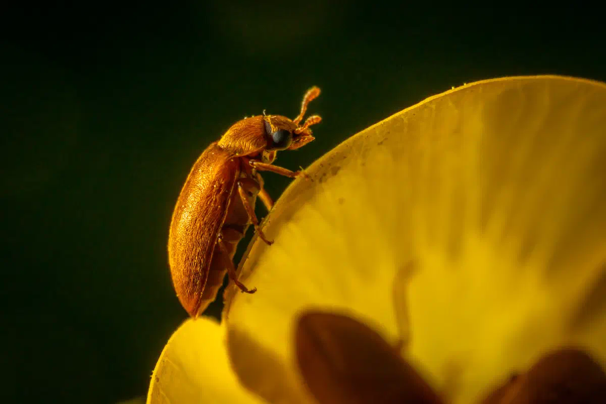 Byturide aux gros yeux