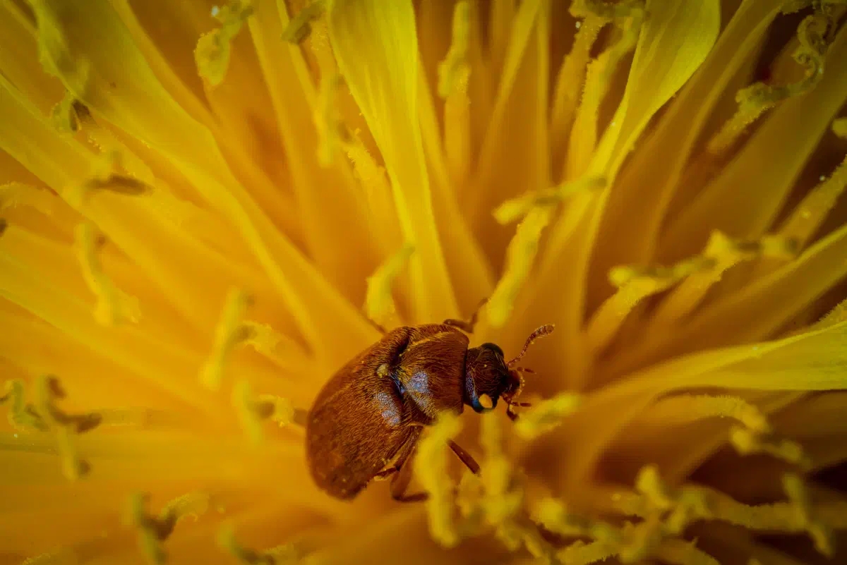 Byturide aux gros yeux