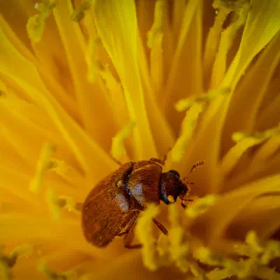Byturus ochraceus