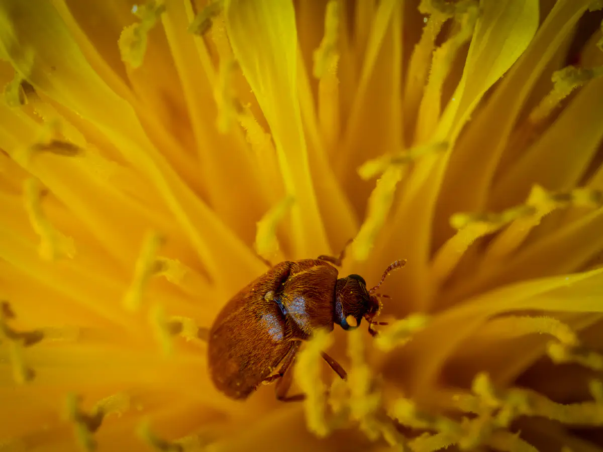 Byturide aux gros yeux