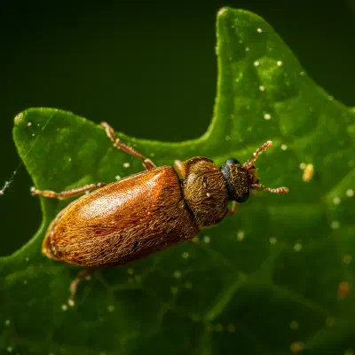 Byturide aux gros yeux