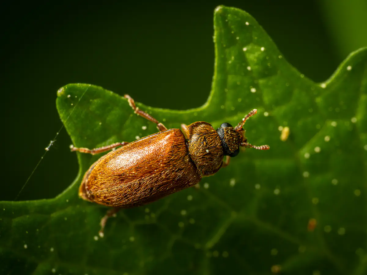 Byturide aux gros yeux