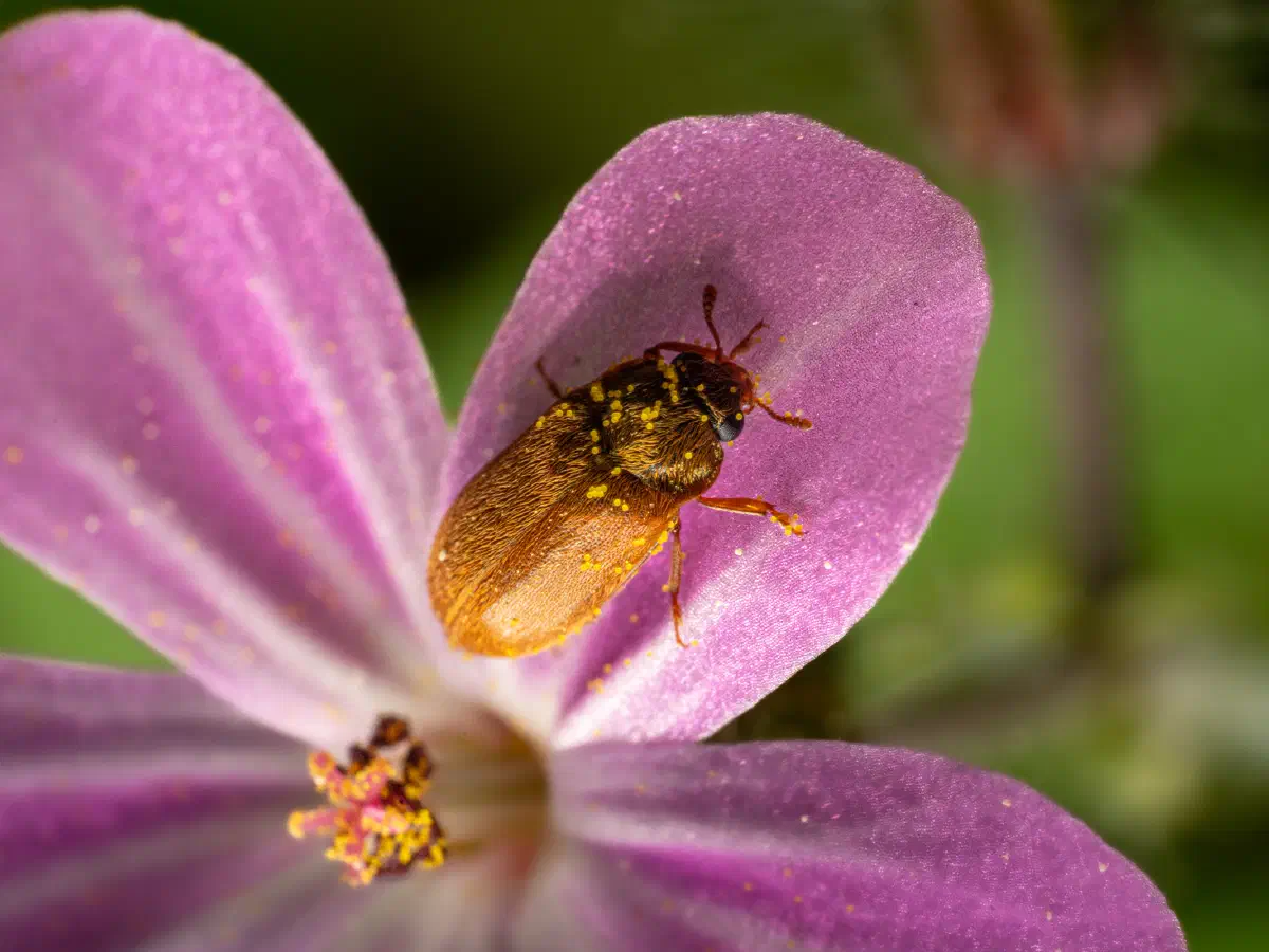 Byturide aux gros yeux