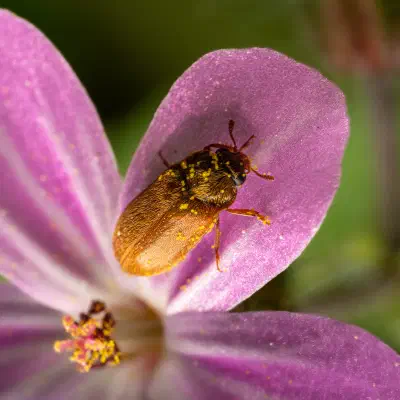 Byturide aux gros yeux
