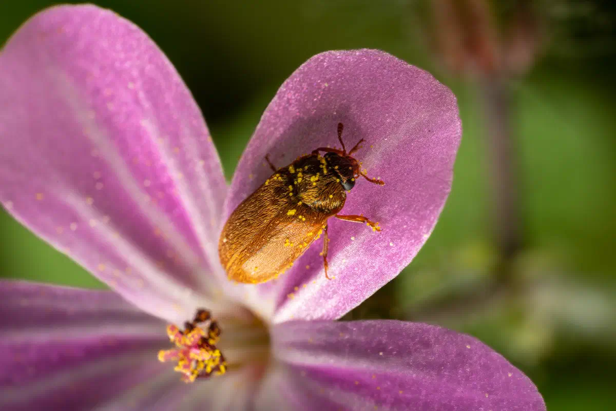 Byturide aux gros yeux