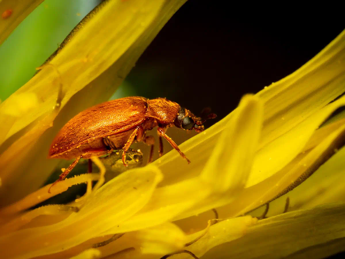 Byturide aux gros yeux