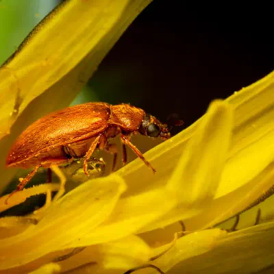 Byturide aux gros yeux