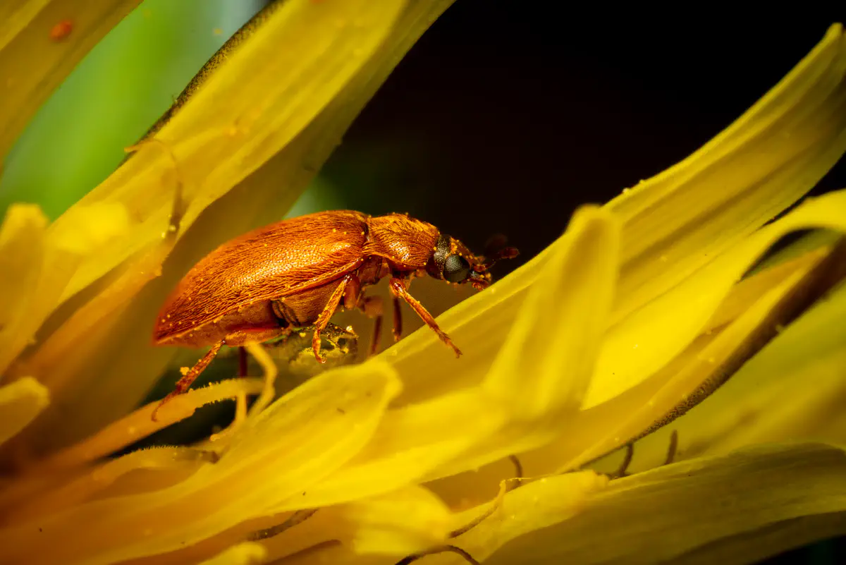 Byturus ochraceus – No. 5