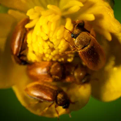 Byturus ochraceus