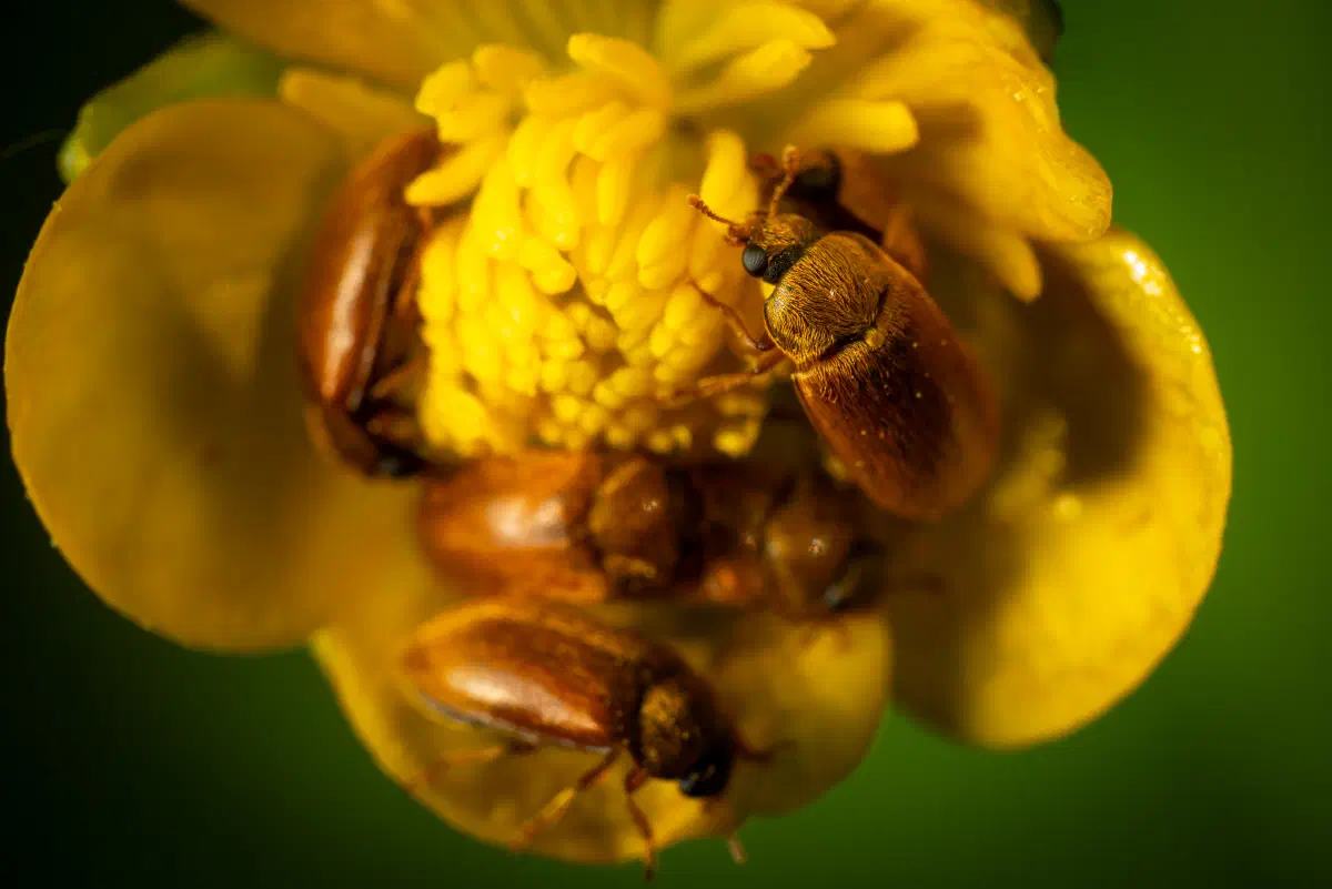 Byturide aux gros yeux