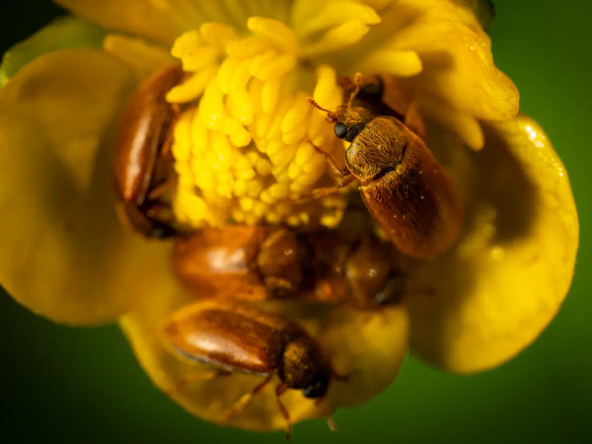 Byturide aux gros yeux