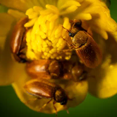 Byturide aux gros yeux