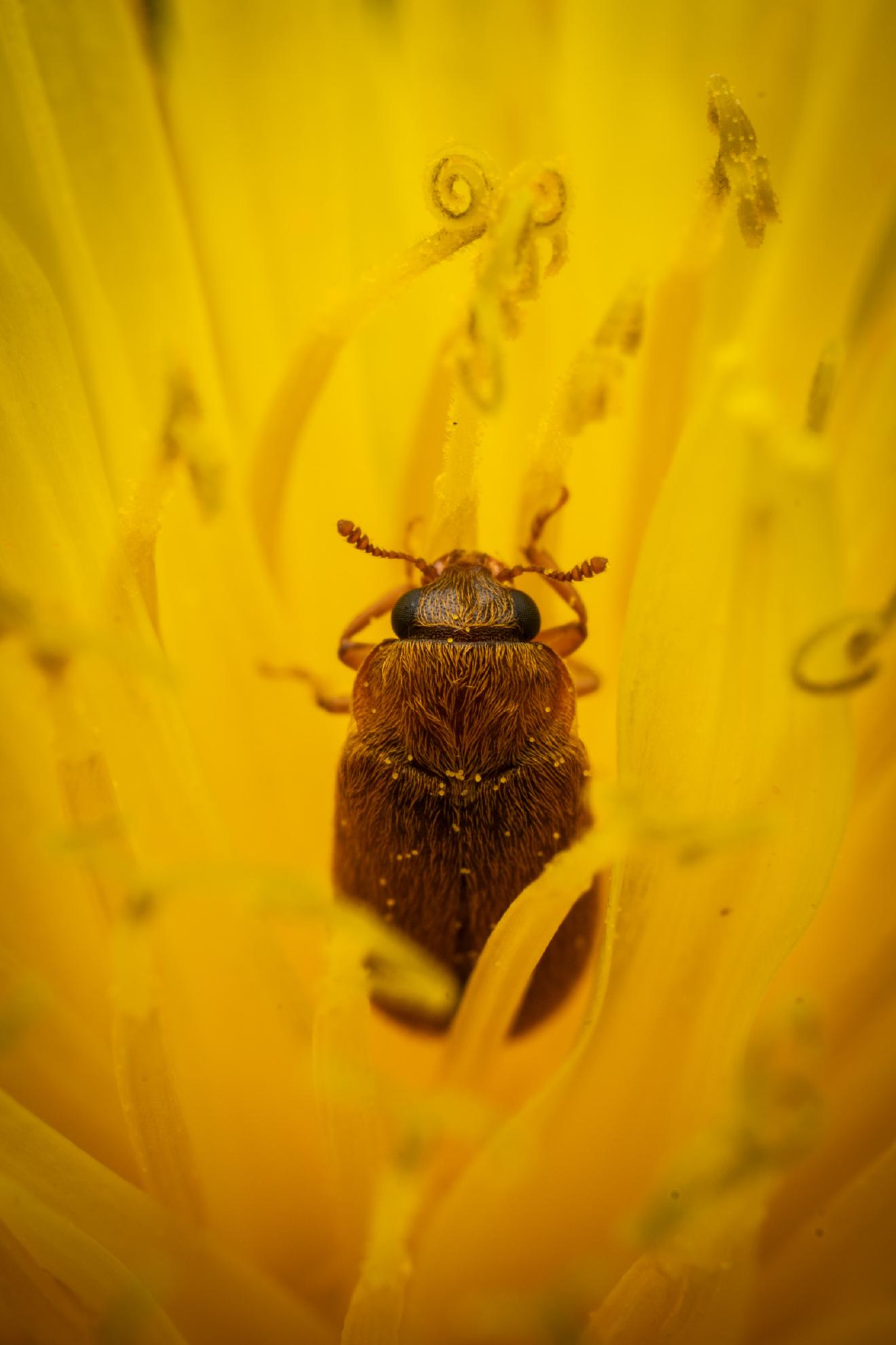 Byturus ochraceus – No. 7