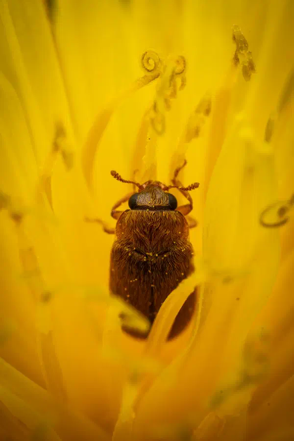 Byturide aux gros yeux