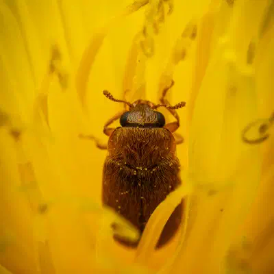 Byturide aux gros yeux