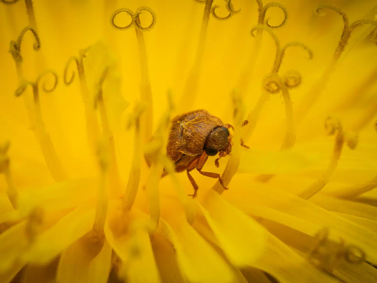 Byturide aux gros yeux