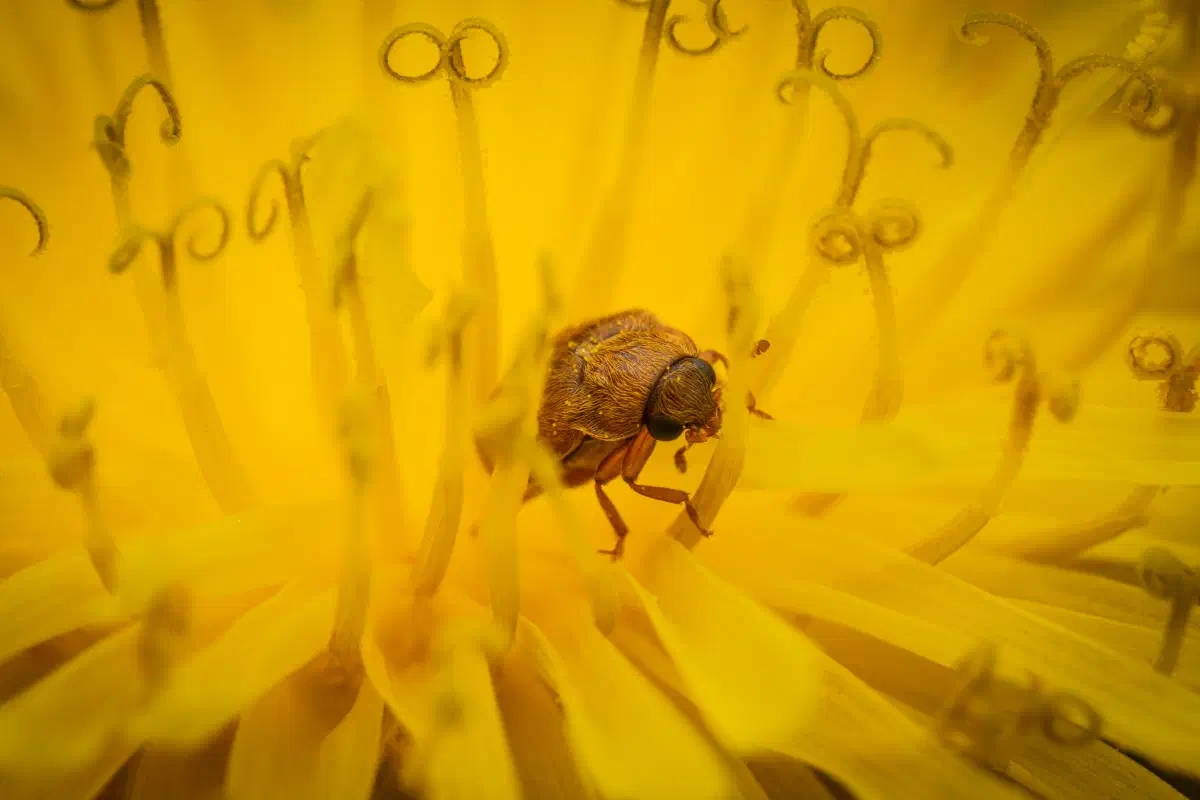 Byturide aux gros yeux