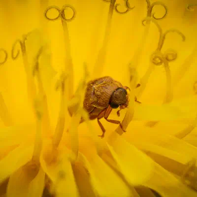 Byturide aux gros yeux