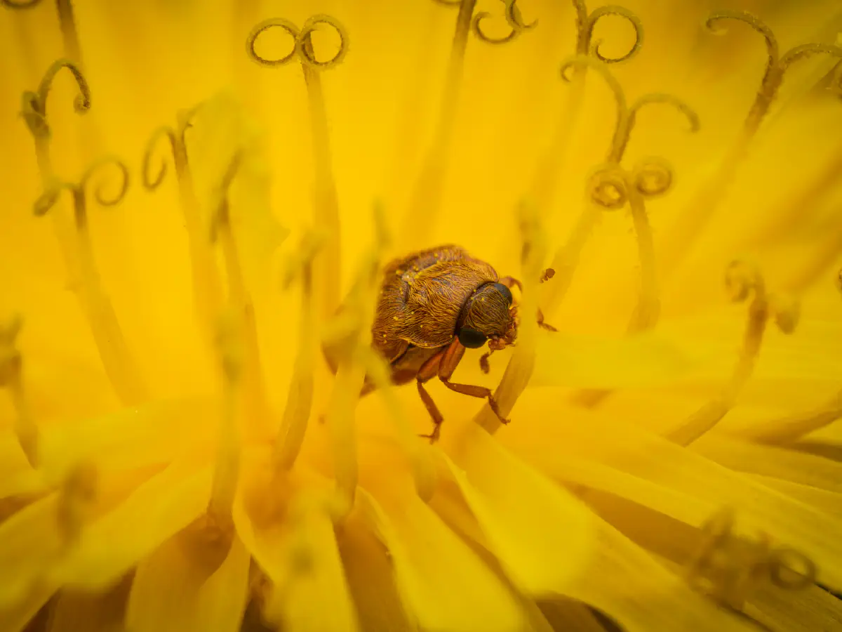 Byturide aux gros yeux