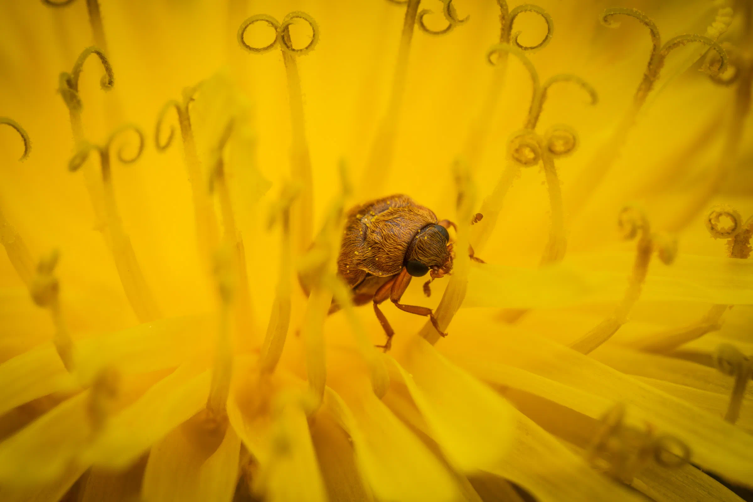 Byturus ochraceus