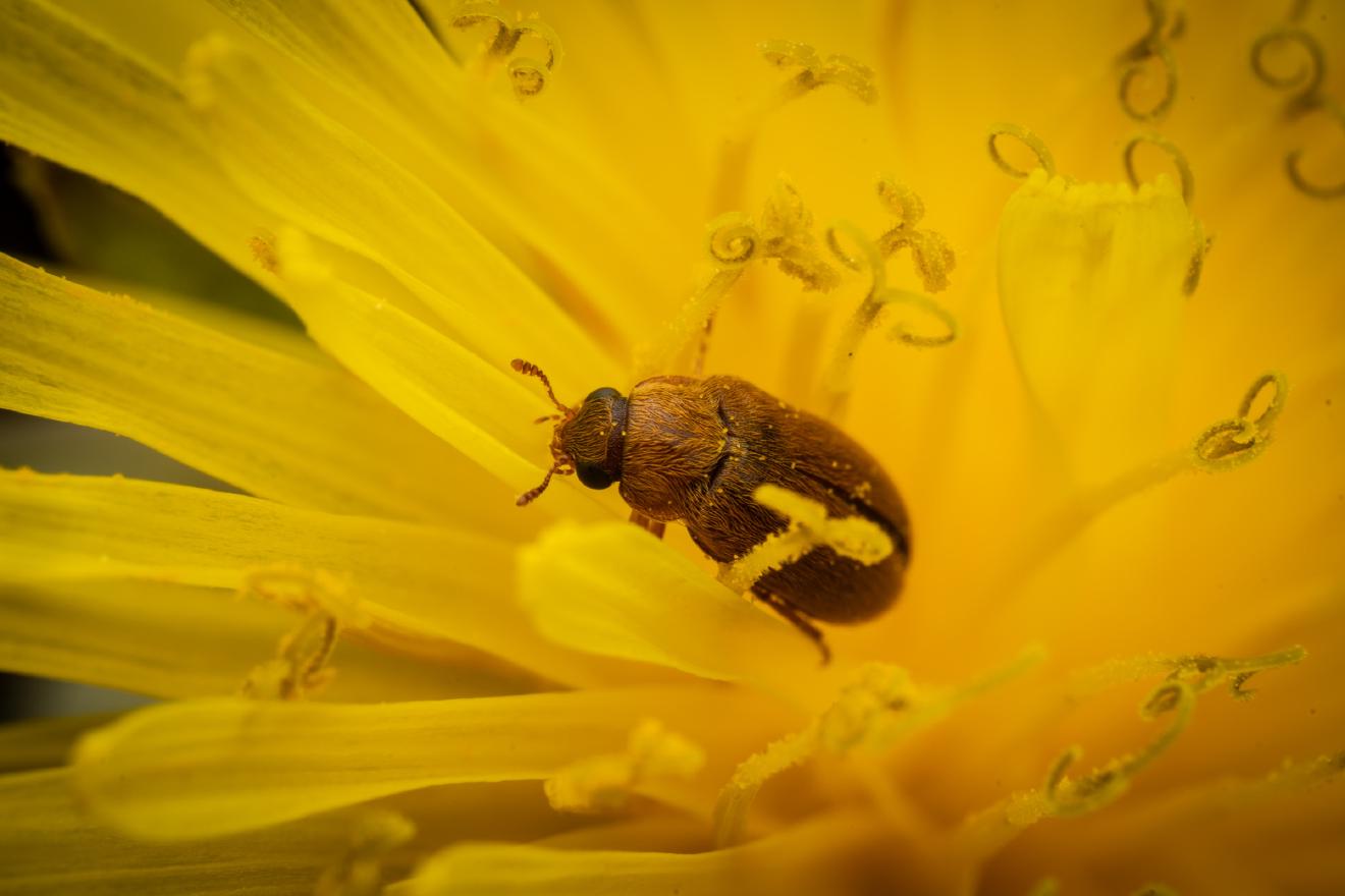 Byturus ochraceus – No. 9