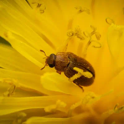 Byturide aux gros yeux