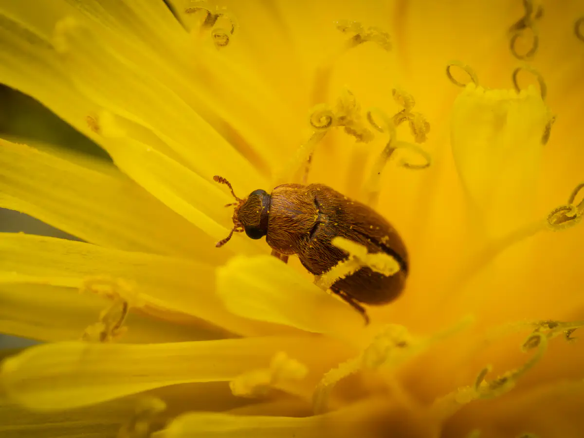 Byturide aux gros yeux