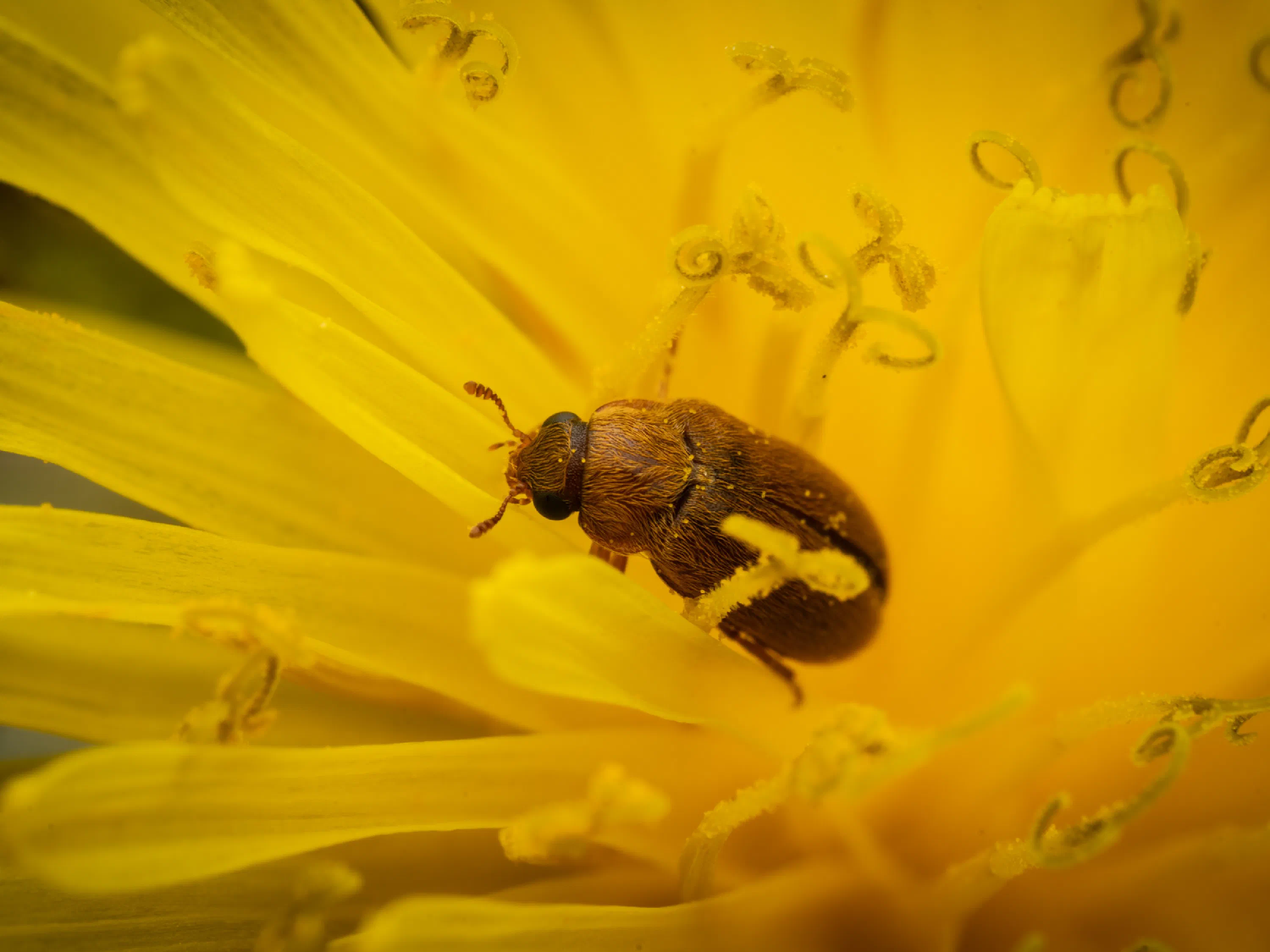 Byturus ochraceus