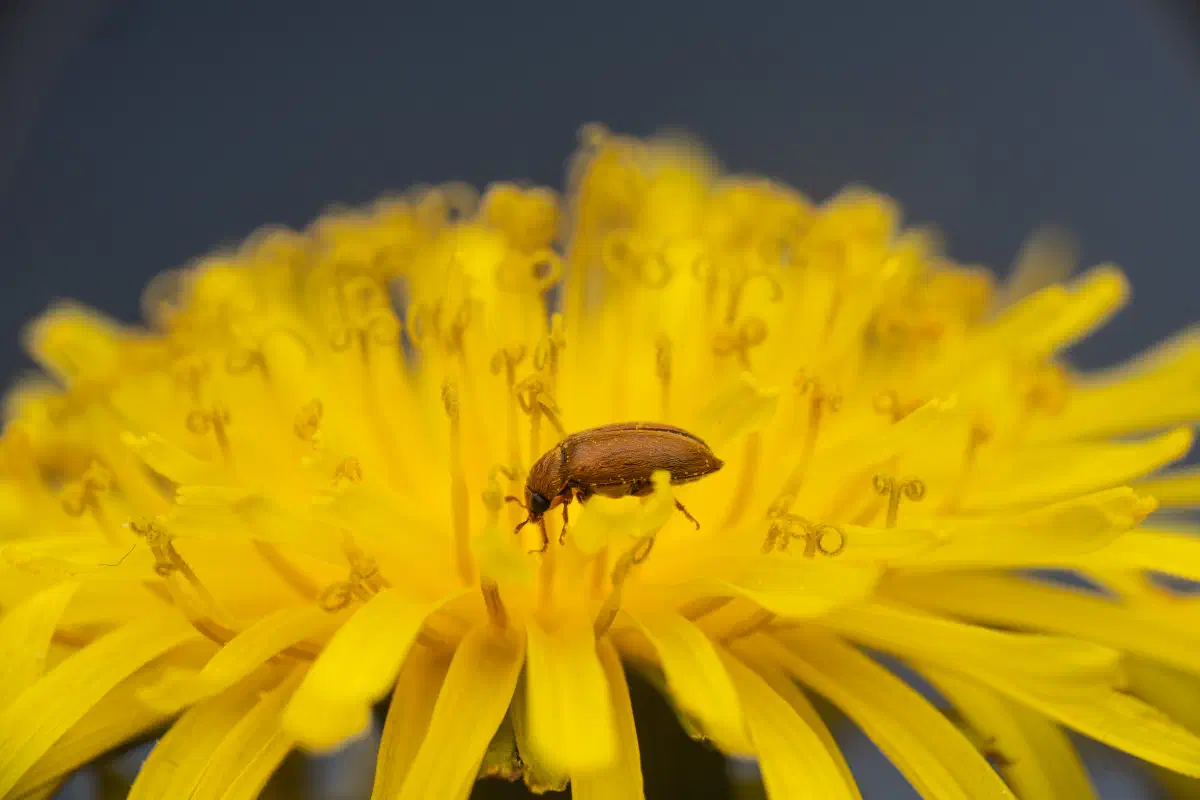 Byturide aux gros yeux