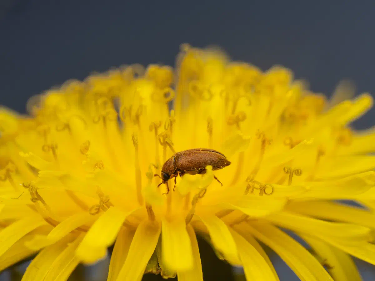 Byturide aux gros yeux