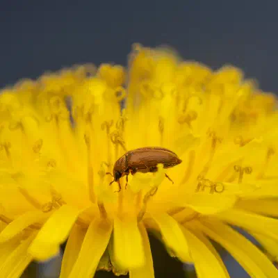 Byturide aux gros yeux