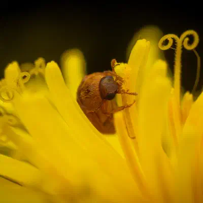 Byturus ochraceus