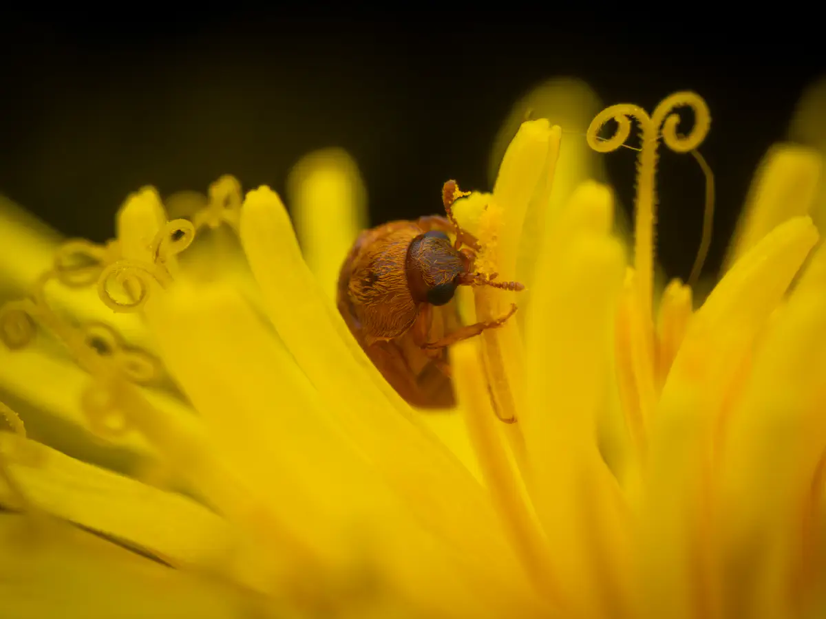 Byturide aux gros yeux
