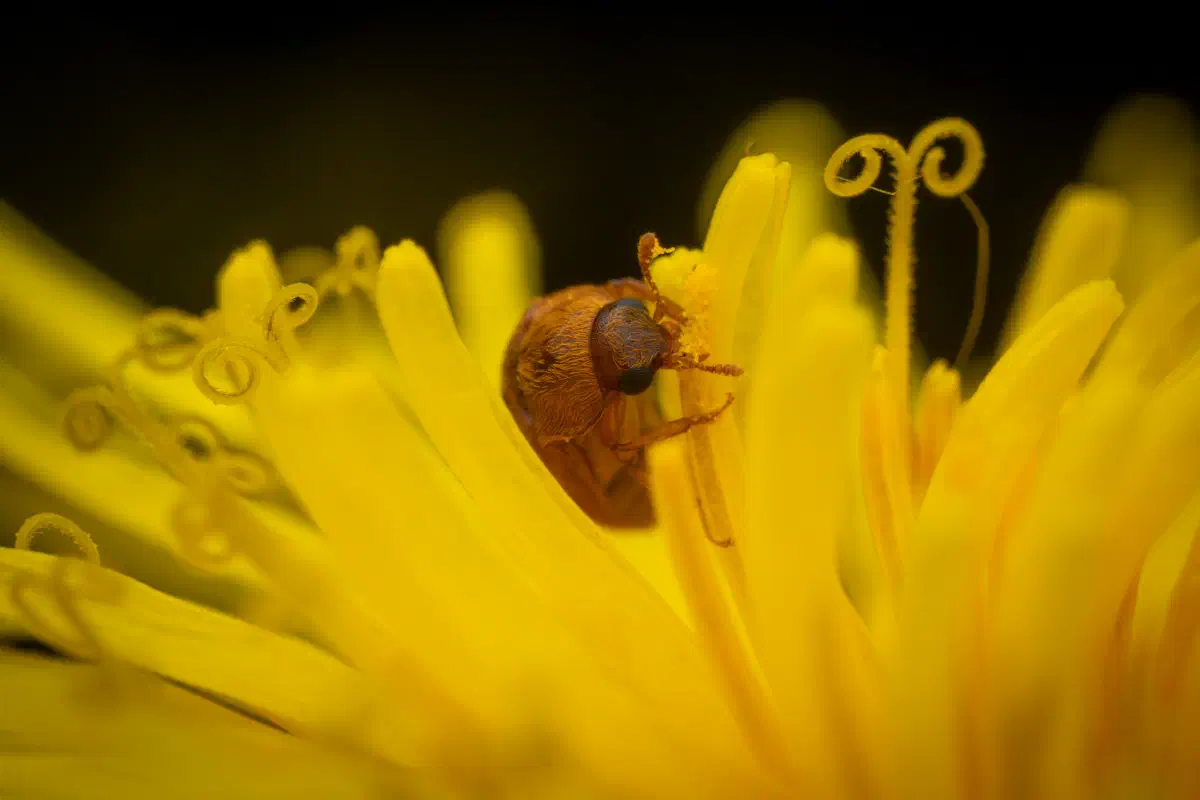 Byturide aux gros yeux
