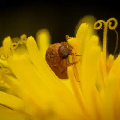 Byturide aux gros yeux