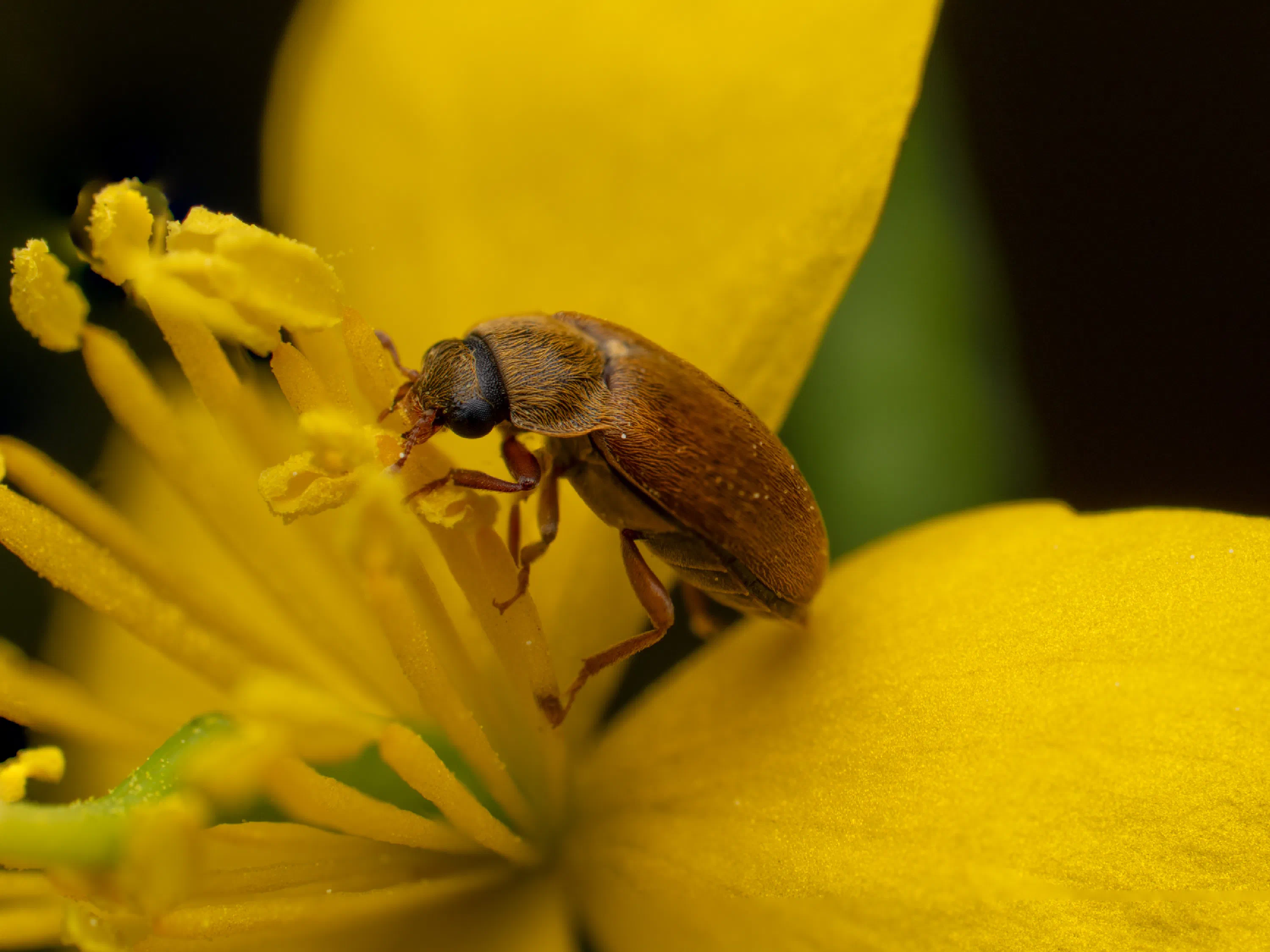 Byturus ochraceus