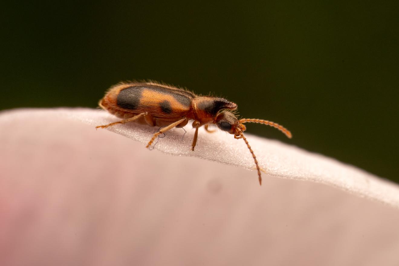 monoceros beetle – No. 1