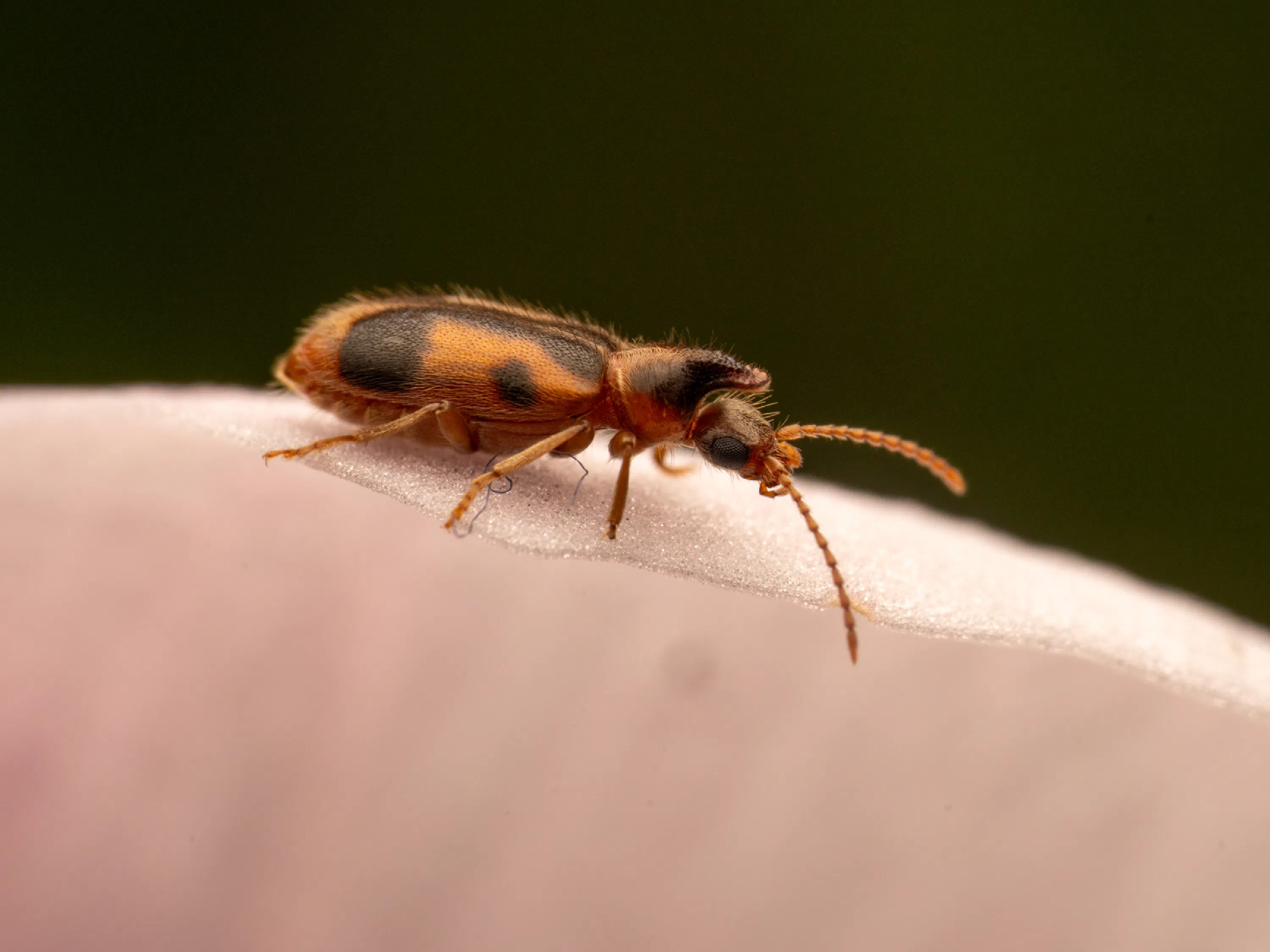 monoceros beetle
