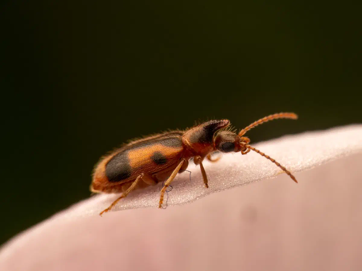 Notoxus monoceros