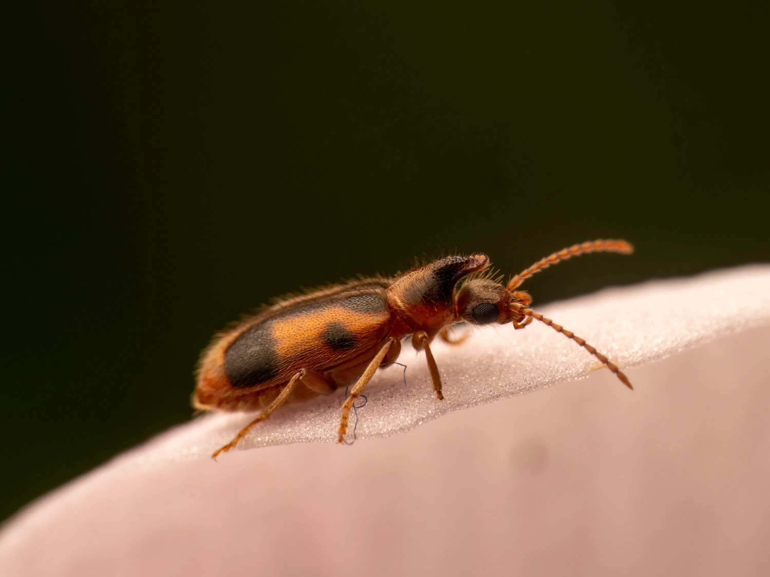 monoceros beetle
