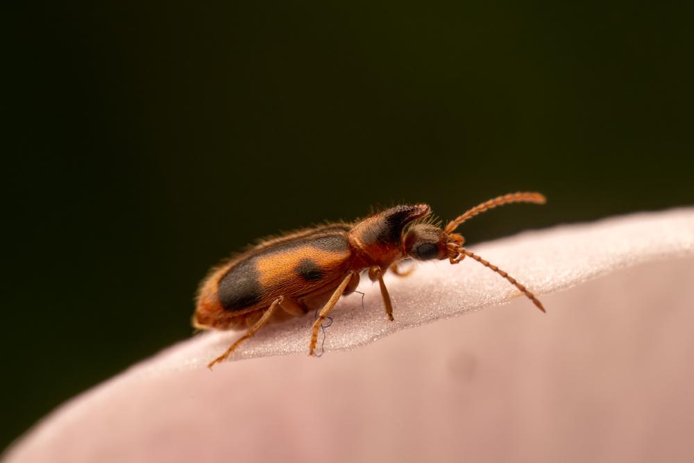 November 16, 2024 – Issue No. 456
– Issue No. 456: “monoceros beetle“ monoceros beetle