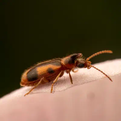 Notoxus monoceros
