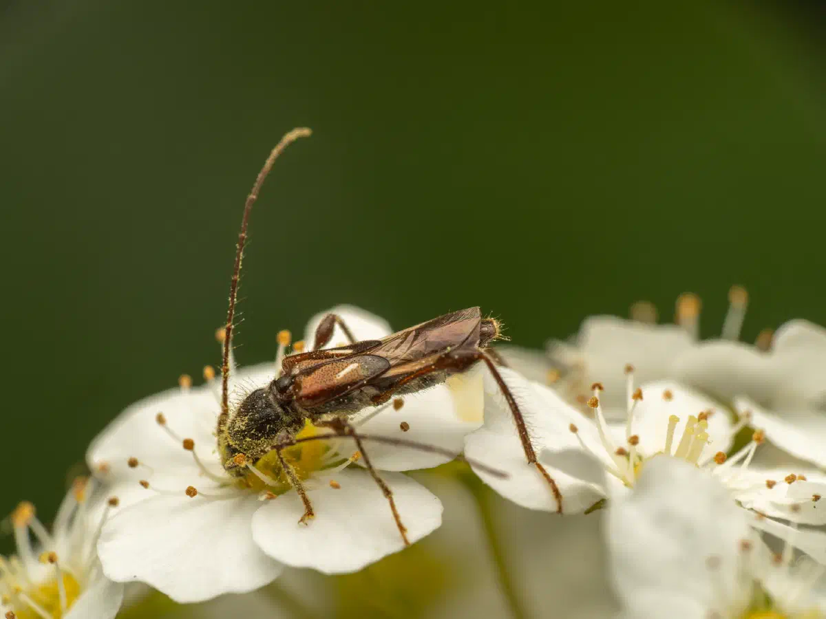 spruce shortwing beetle