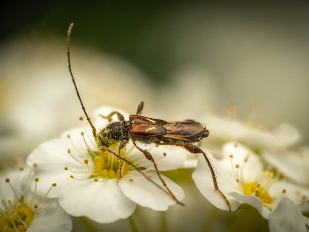 spruce shortwing beetle