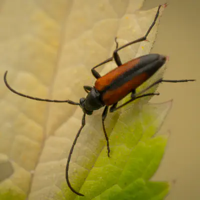 Longhorn Beetles