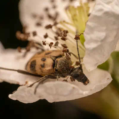 Strangalie à forme de capricorne