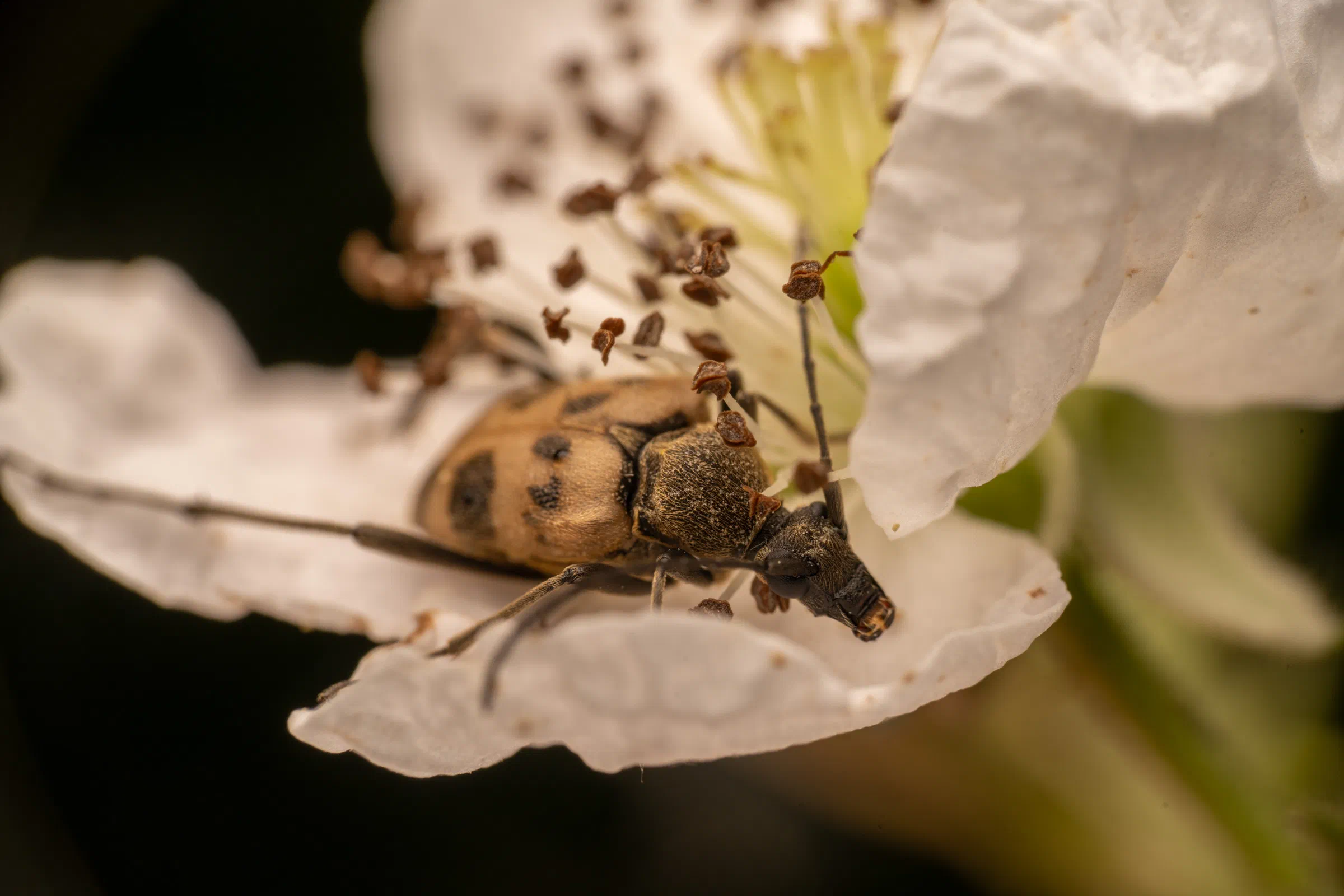 Strangalie à forme de capricorne