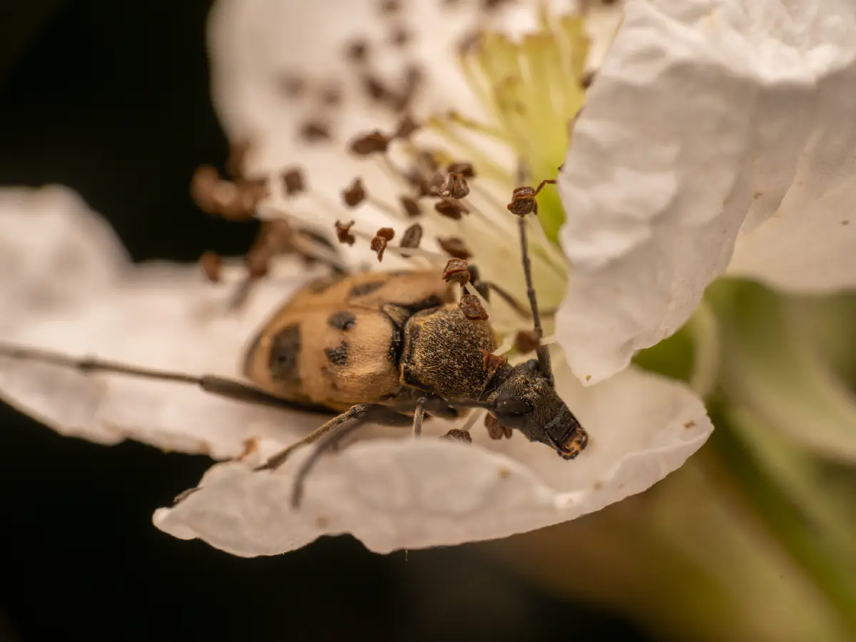 Gefleckter Blütenhalsbock